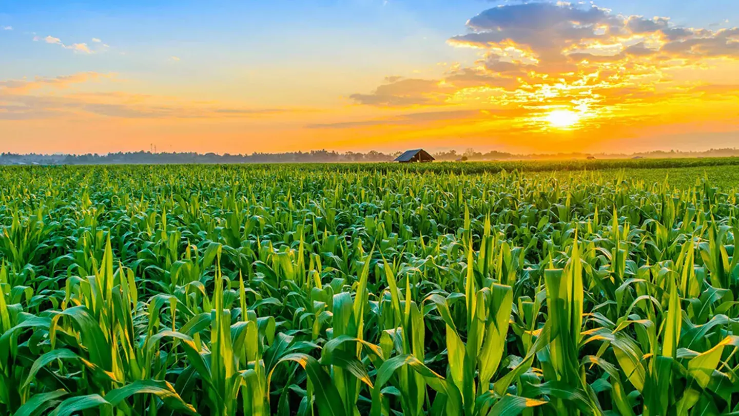 Foto campo 2